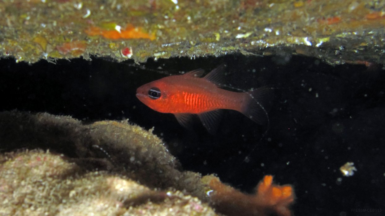 140 Apogon (Apogon imberbis).JPG - Apogon (Apogon imberbis)